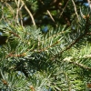Picea bicolor -- Alcocks-Fichte